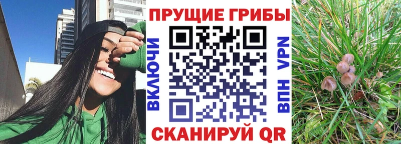 где найти   MEGA рабочий сайт  Псилоцибиновые грибы Cubensis  Арзамас 
